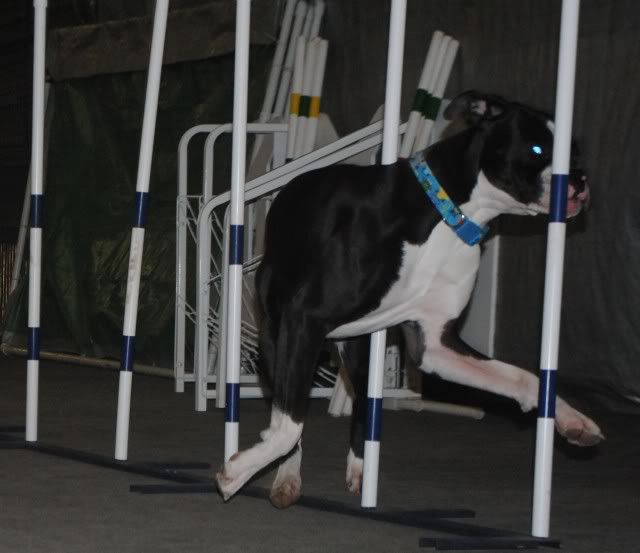 Agility Training Photos Boxer Breed Dog Forums