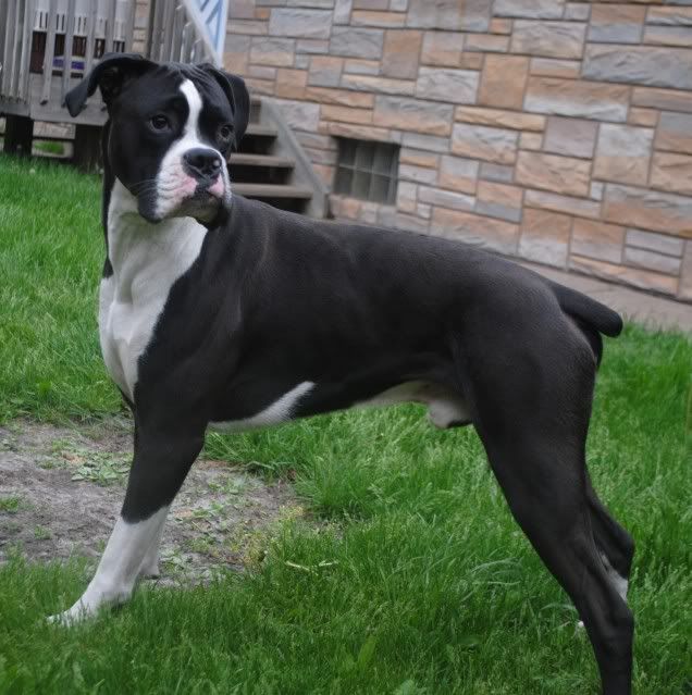 Seeing Ribs Boxer Breed Dog Forums