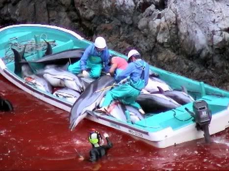 Dolphins Killing People