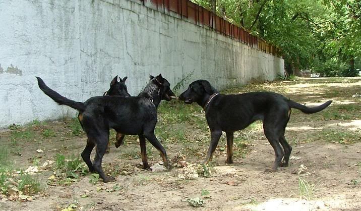 CAC-Derby-2007-8.jpg