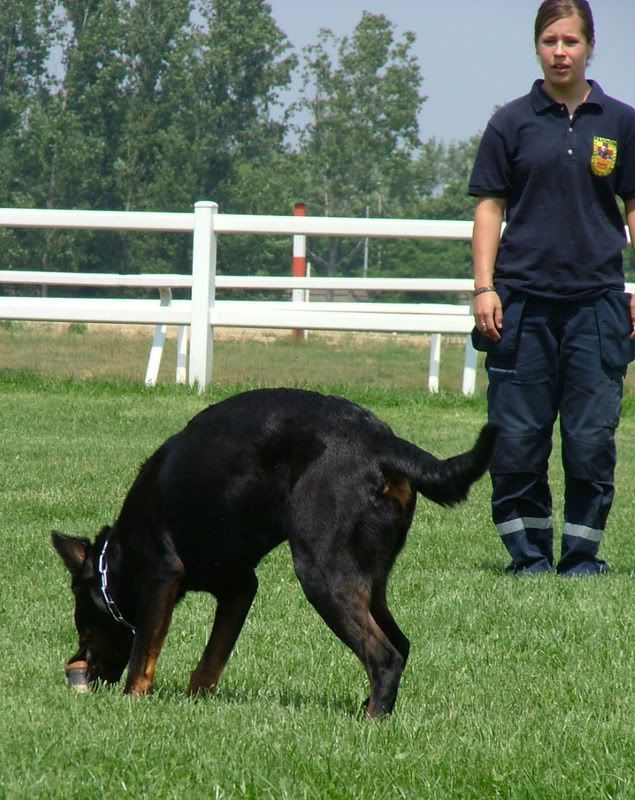 DSCF-cacib-158.jpg