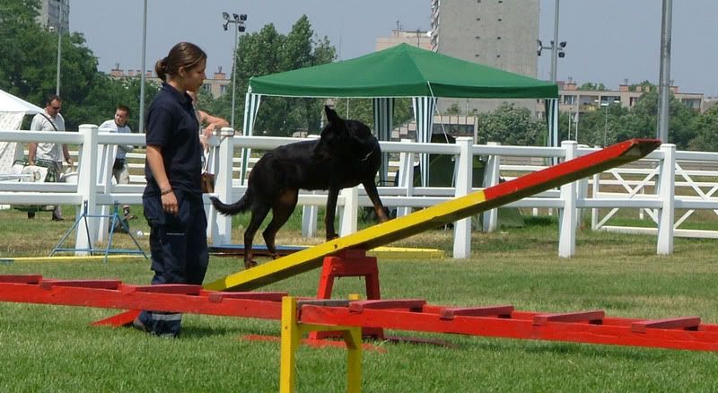 DSCF-cacib-166.jpg