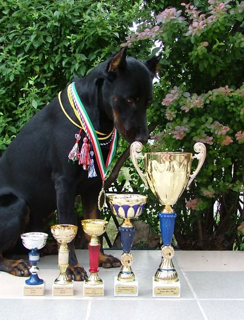 cacib.jpg