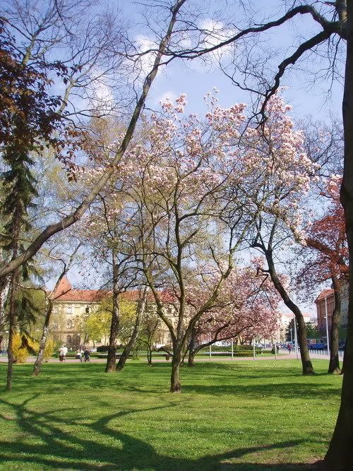 magnolia Zagreb Roosweltov trg