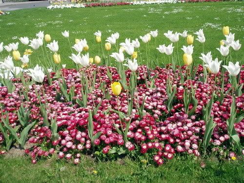 Tulipani ispred HNK