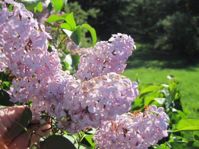 Vermont Lilacs
