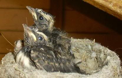BabyWillieWagtails.jpg