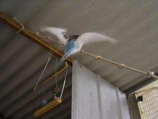 Budgies23.jpg