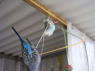 Budgies8.jpg