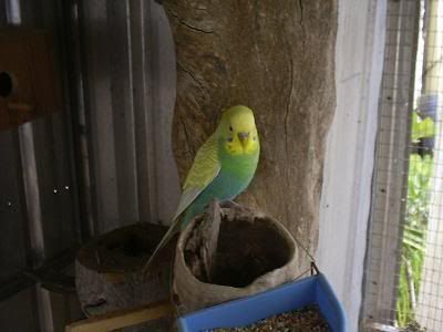 Sammithebudgie.jpg