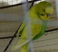 YellowandGreenmale.jpg