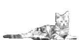 catlooking.gif cat animation image by lgibbo