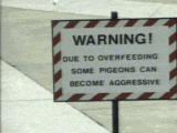 Forum Image: http://i134.photobucket.com/albums/q111/full_metal_chibi_X/pigeon.gif