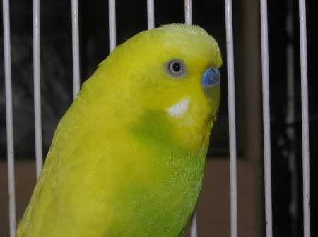 PB050399_450x336.jpg