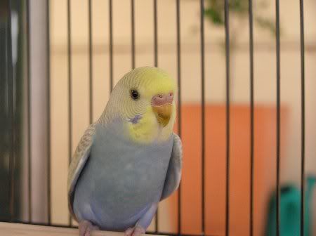 PB100420_450x336.jpg