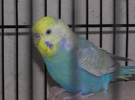 PB130425_450x336.jpg