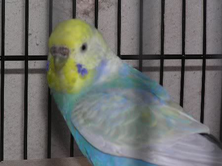 PB130427_450x336.jpg