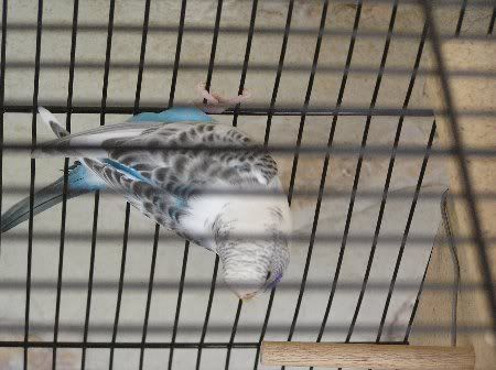 PB140420_450x336.jpg
