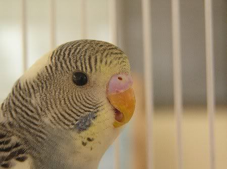 PC100432_450x336.jpg