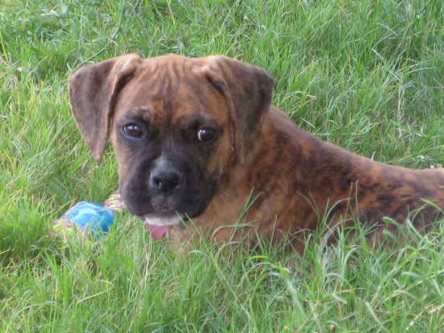 wood Boxer Forum Boxer Breed Dog Forums ASK A VET How Do I Stop My 