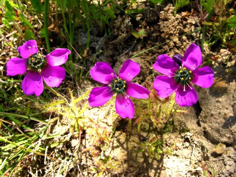 DSCN3231.jpg
