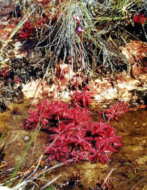 DascendensDiamantina1.jpg