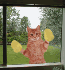 Kitty washing windows photo POEZEN12.gif