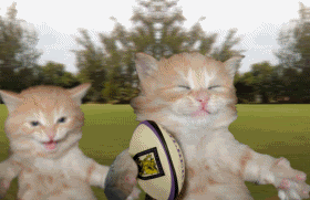 Bicycle cate photo catrugby.gif