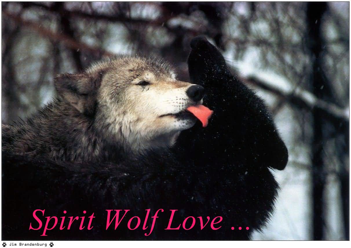 WOLF SPIRIT LOVE photo SPIRIT_WOLF_LOVE.jpg