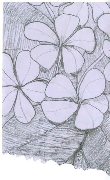 Plumeria Sketch