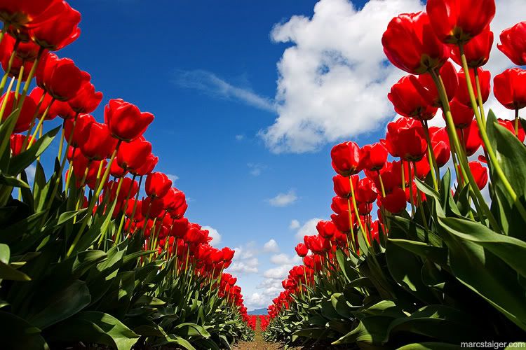 skagit_valley_tulip_festival_by_str.jpg