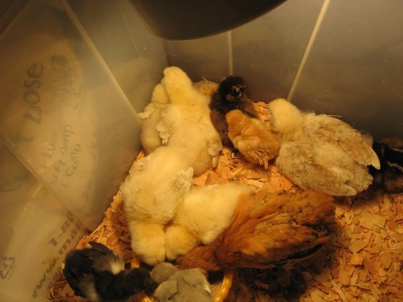 Spraddle leg on older chick..can it heal? pics BackYard Chickens