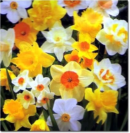 daffodil+jpg