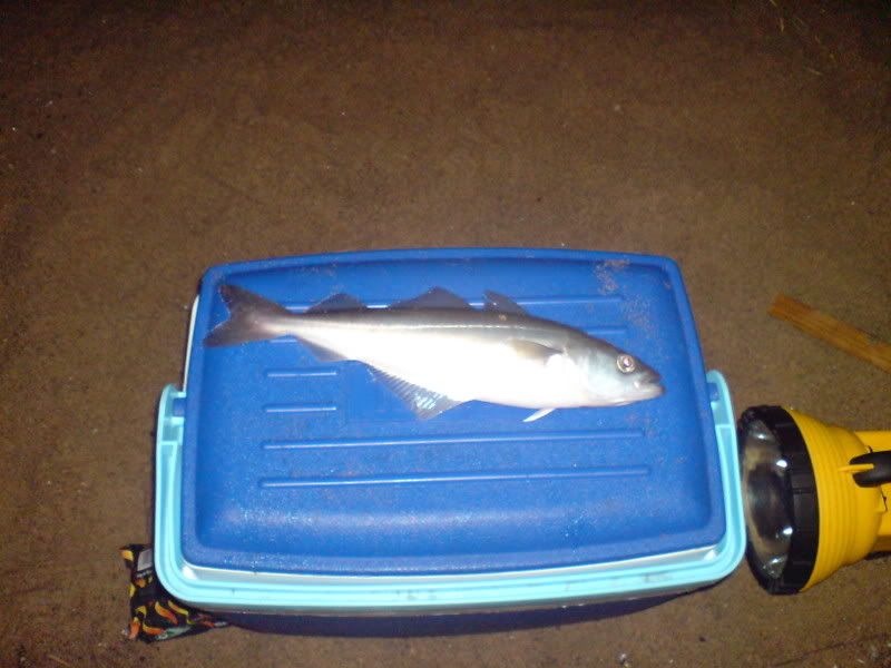 DSC00226.jpg