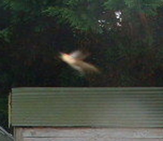 bird.jpg