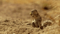 Oh shit Squirrel photo ohshitsquirrel_zps7ca75c15.gif