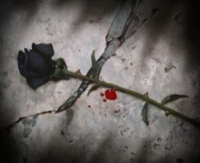 dark rose Pictures, Images and Photos