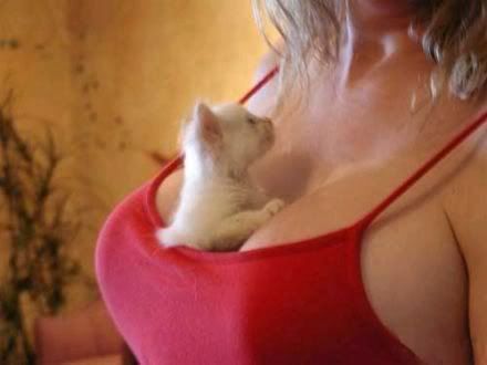 Poorlittlekitten.jpg