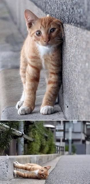 cutecat.jpg