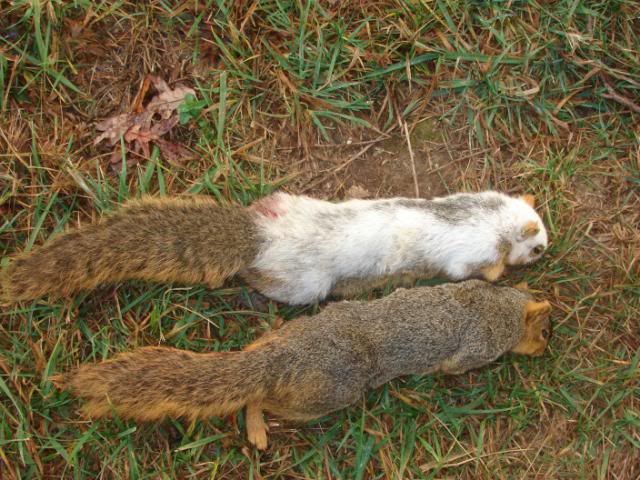 Piebald Squirrel