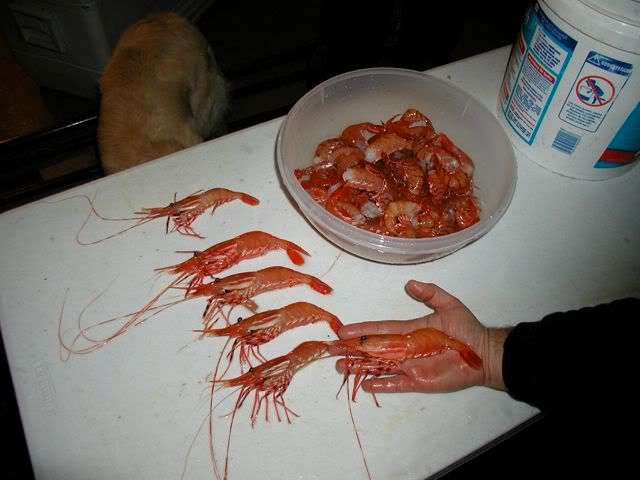 Shrimp-1.jpg