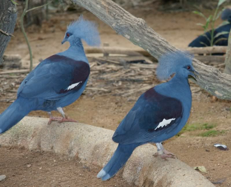 Crestedpigeons.jpg