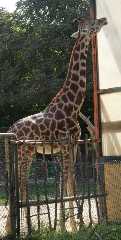 Giraffea.jpg