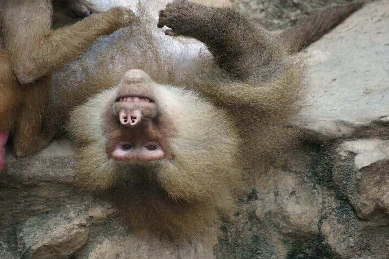 SingaporeZooHimalayasbaboonf.jpg