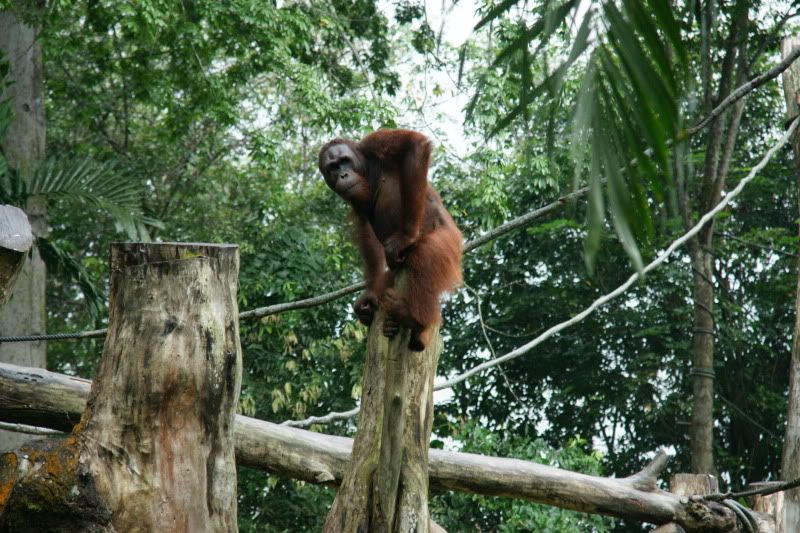 SingaporeZooOrangutang.jpg