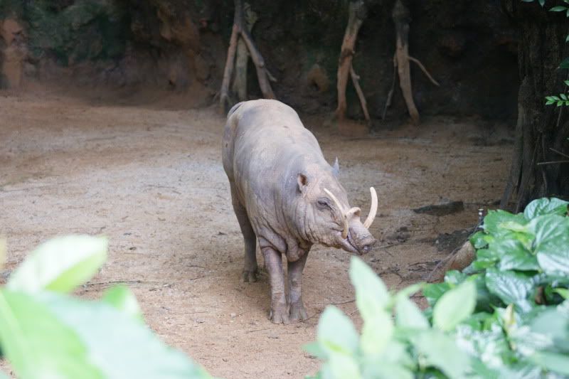 SingaporeZoobarbirusac.jpg