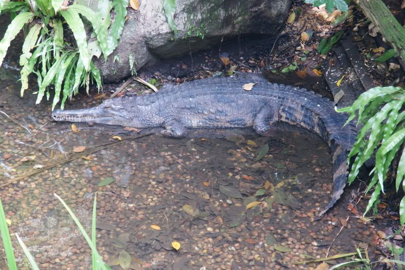 SingaporeZoofreshwatercroca.jpg