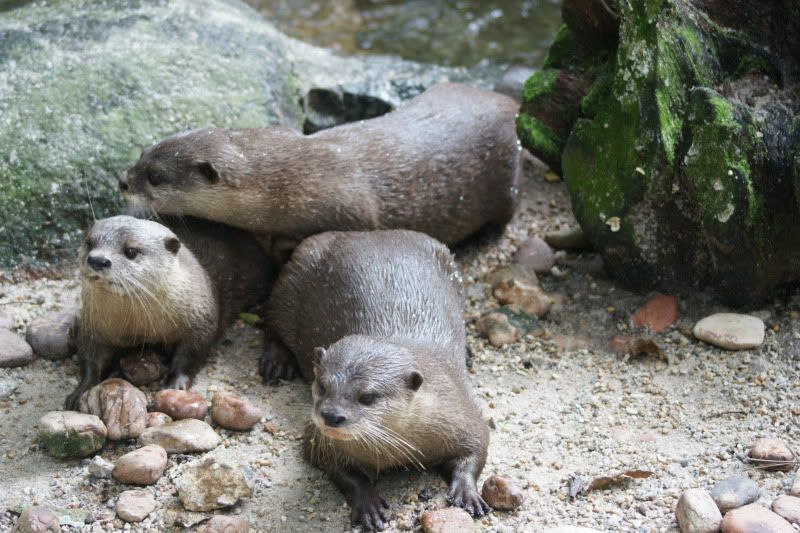 SingaporeZoootterf.jpg