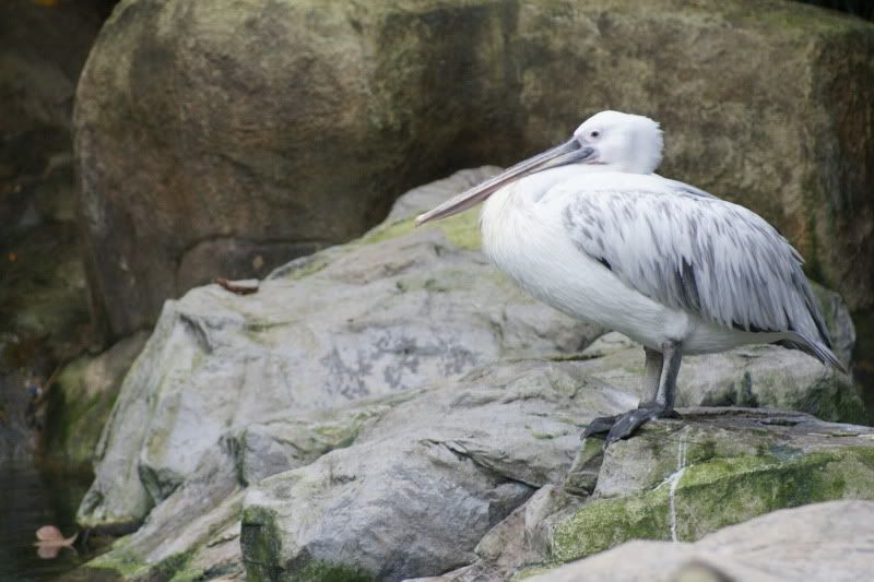 SingaporeZoopelicana.jpg