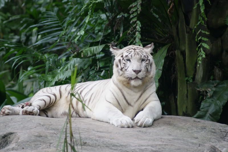 SingaporeZoowhitetigerc.jpg